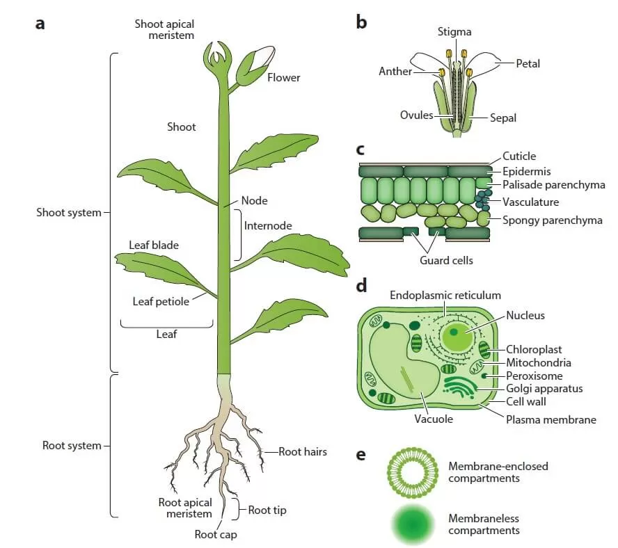 Figure 1. Diagram of Major Plant Organs, Cells, and Subcellular Structures